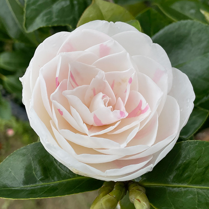 椿園オンラインショップ / 椿の苗木・樹木