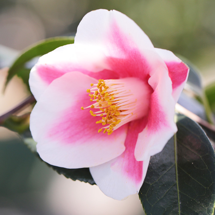 椿園オンラインショップ / 全商品