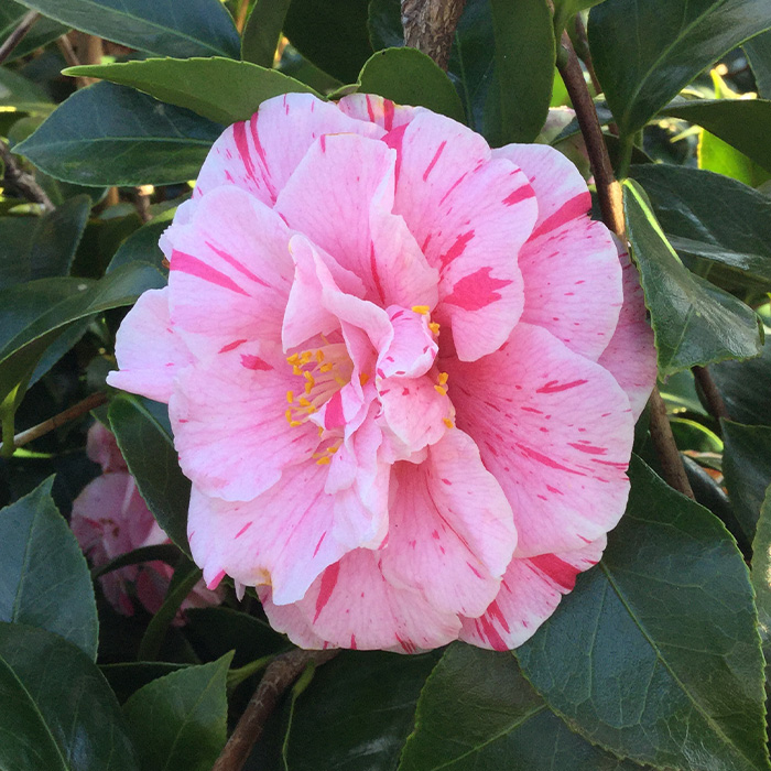 椿園オンラインショップ / 椿の苗木・樹木