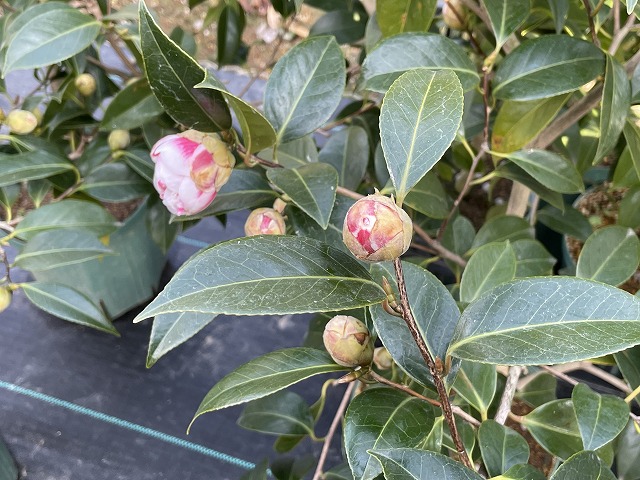 椿【玉唐子・たまからこ】咲き始めました♪ | 椿心 佐藤椿園 小さな