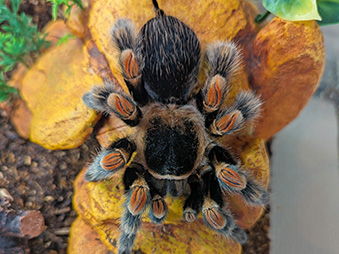 Mexican Red-knee Tarantula – Saginaw Children's Zoo