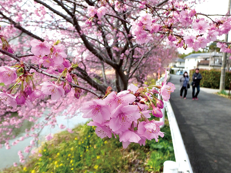 早咲きの河津桜、春風に揺れる 久喜の青毛堀川沿いで咲き始める 鷲宮