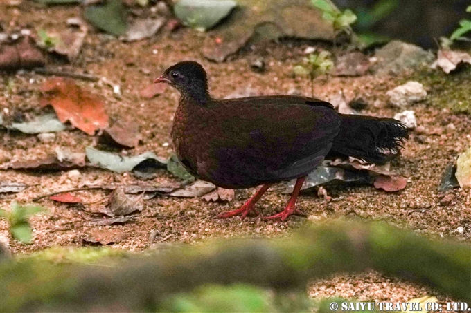 セイロンキシタアゲハ♂標本☆スリランカ☆ 106mm入手困難エリア鮮度