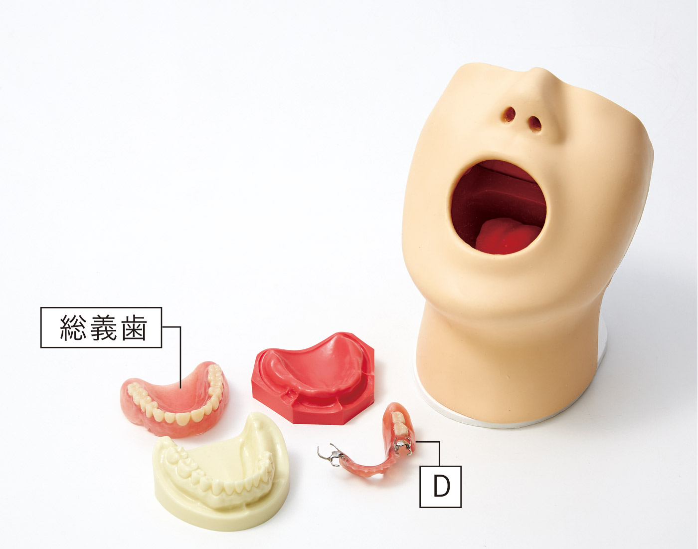 M173 義歯装着口腔衛生模型 | 株式会社坂本モデル