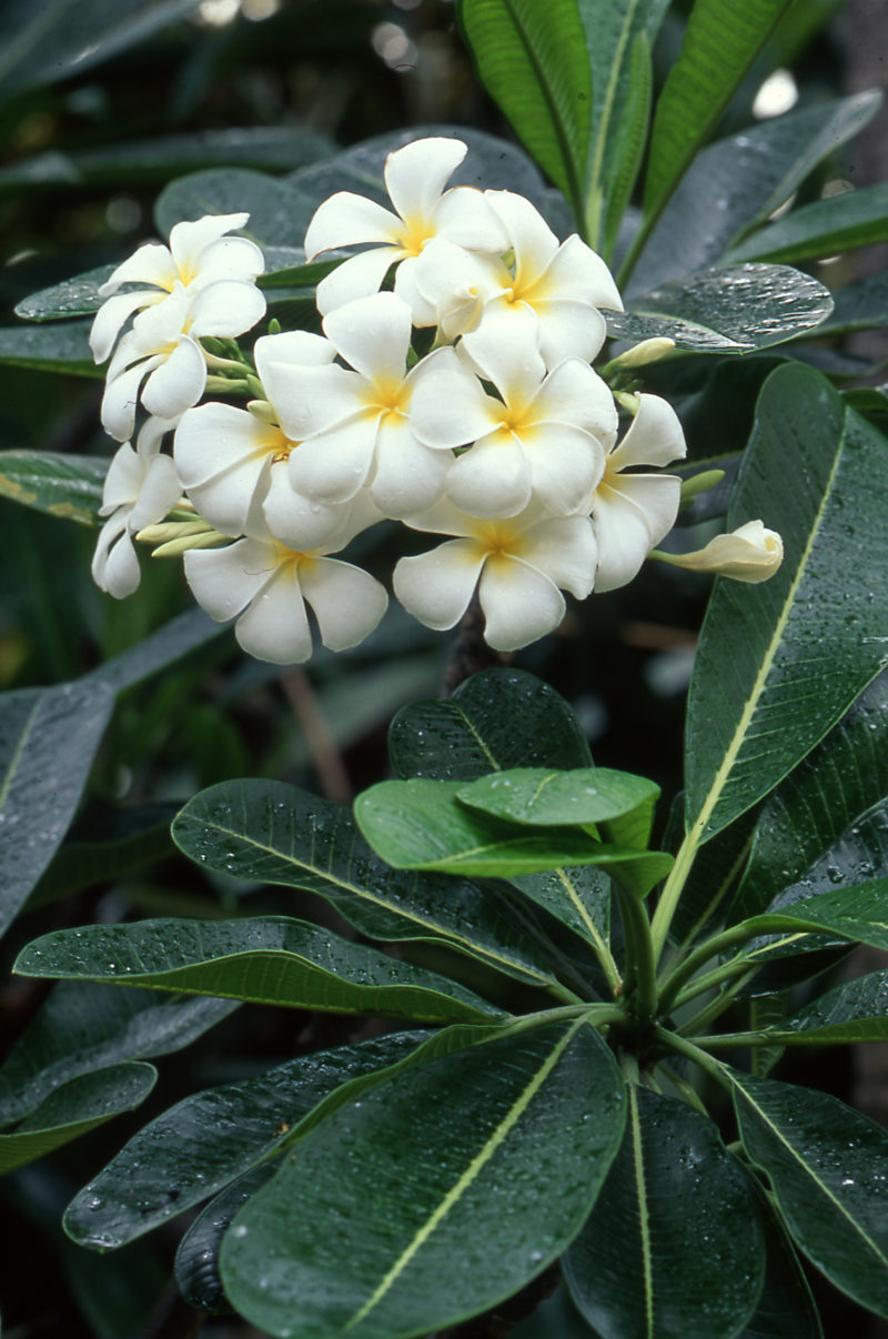 プルメリア | 大阪の植物園-咲くやこの花館－