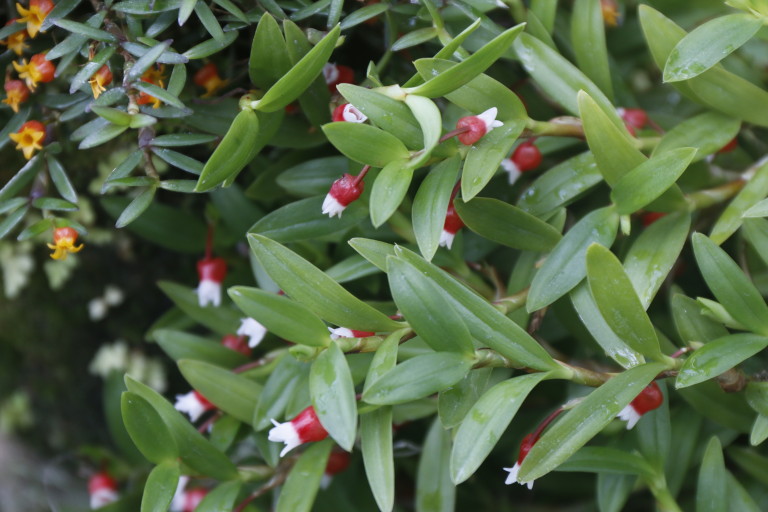 メディオカルカ・バーステージイ'J＆L'（メディオカルカ・ベルスティギ