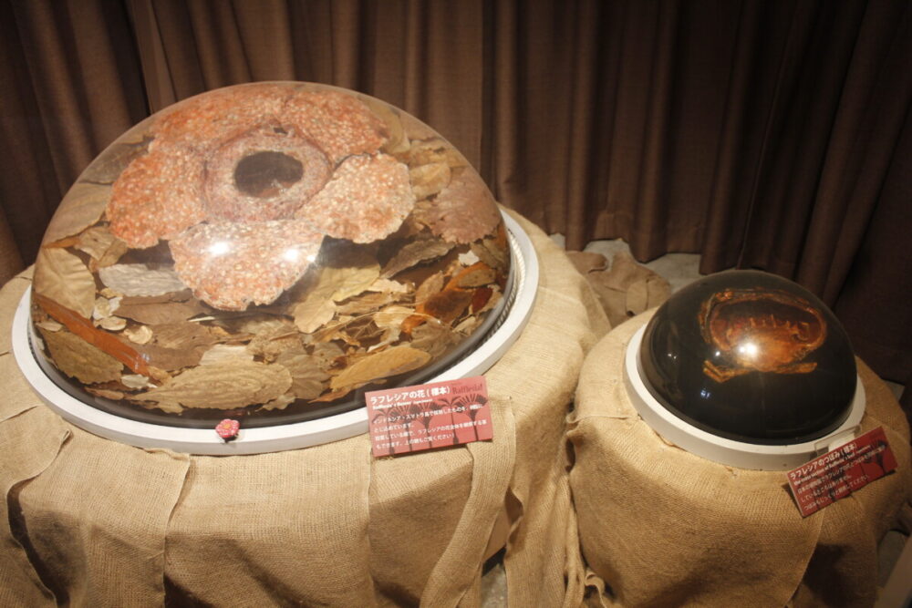 ラフレシア・アーノルディ（標本） | 大阪の植物園-咲くやこの花館－