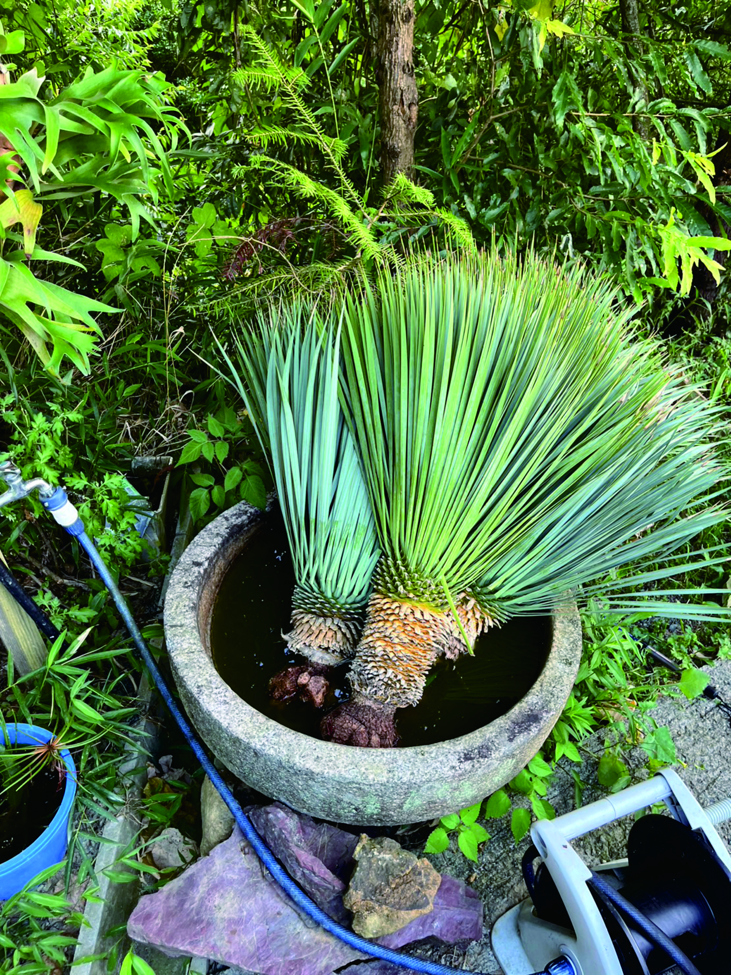 Samurai Green Thailand / ユッカ ロストラータ ブルーサンダー