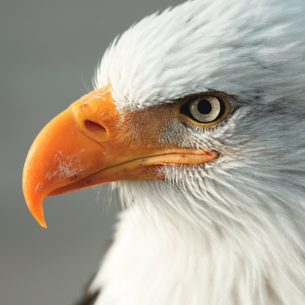 vol.2] 北アメリカの空の王者「ハクトウワシ」 – SANYO CHEMICAL MAGAZINE