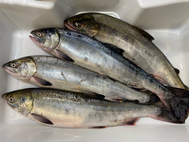 カットカツオ 塩にんにく “身削ぎプレス加工”：札幌ベイト｜札幌の釣り