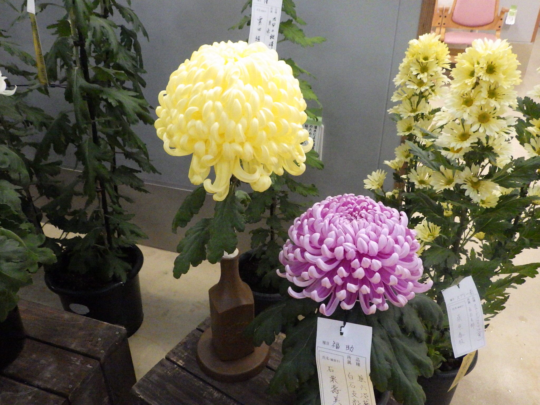 10月21日より「菊花展」が始まります | 豊平公園 - 札幌市公園緑化協会