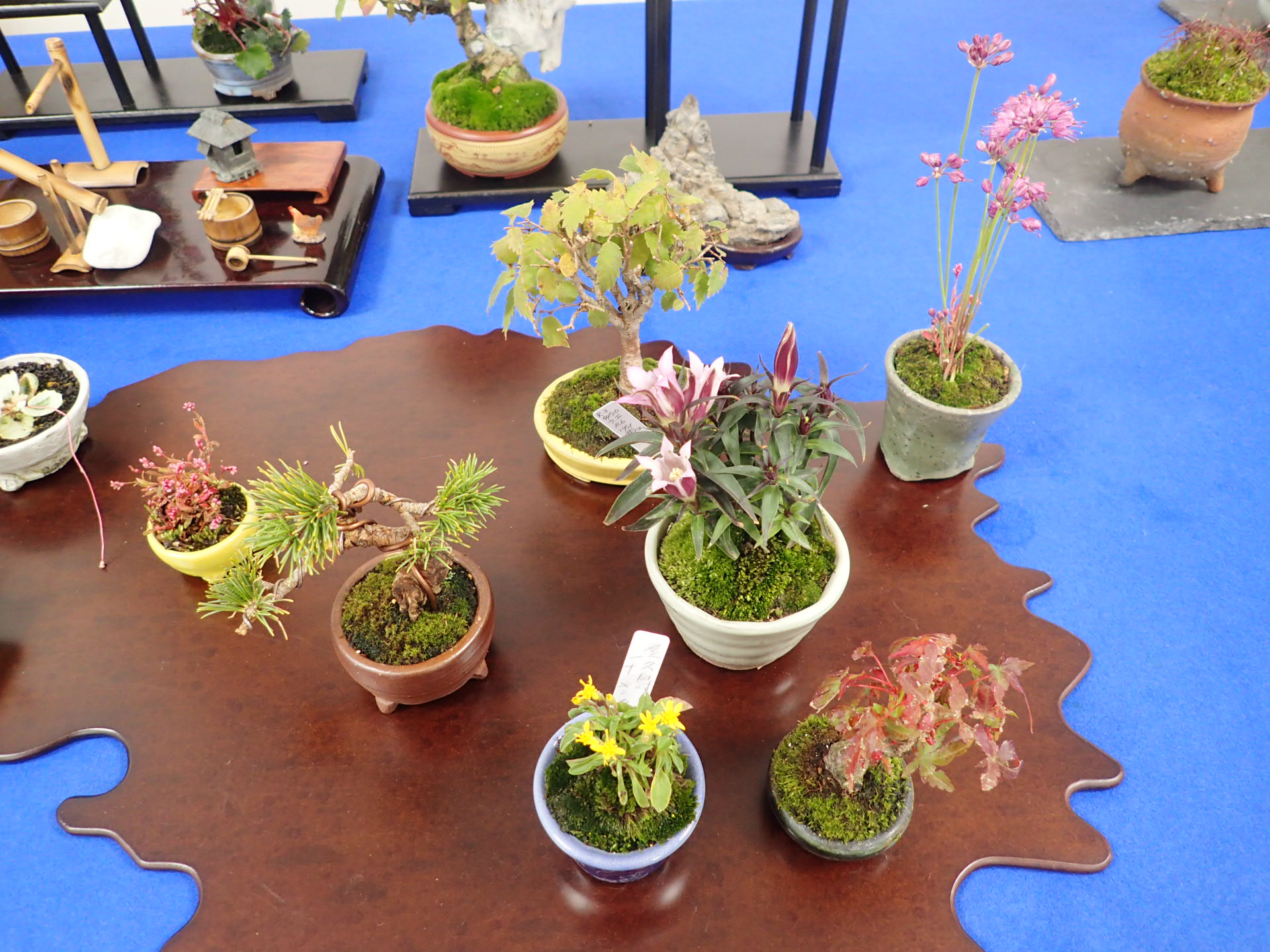 秋のミニ盆栽と山野草展」はじまります | 豊平公園 - 札幌市公園緑化協会