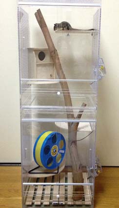 高級アクリルケージ販売