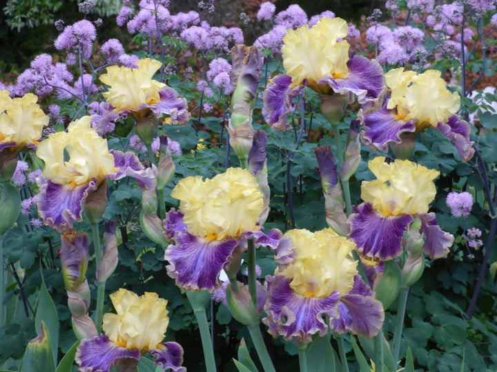 Creola – Schreiner's Gardens