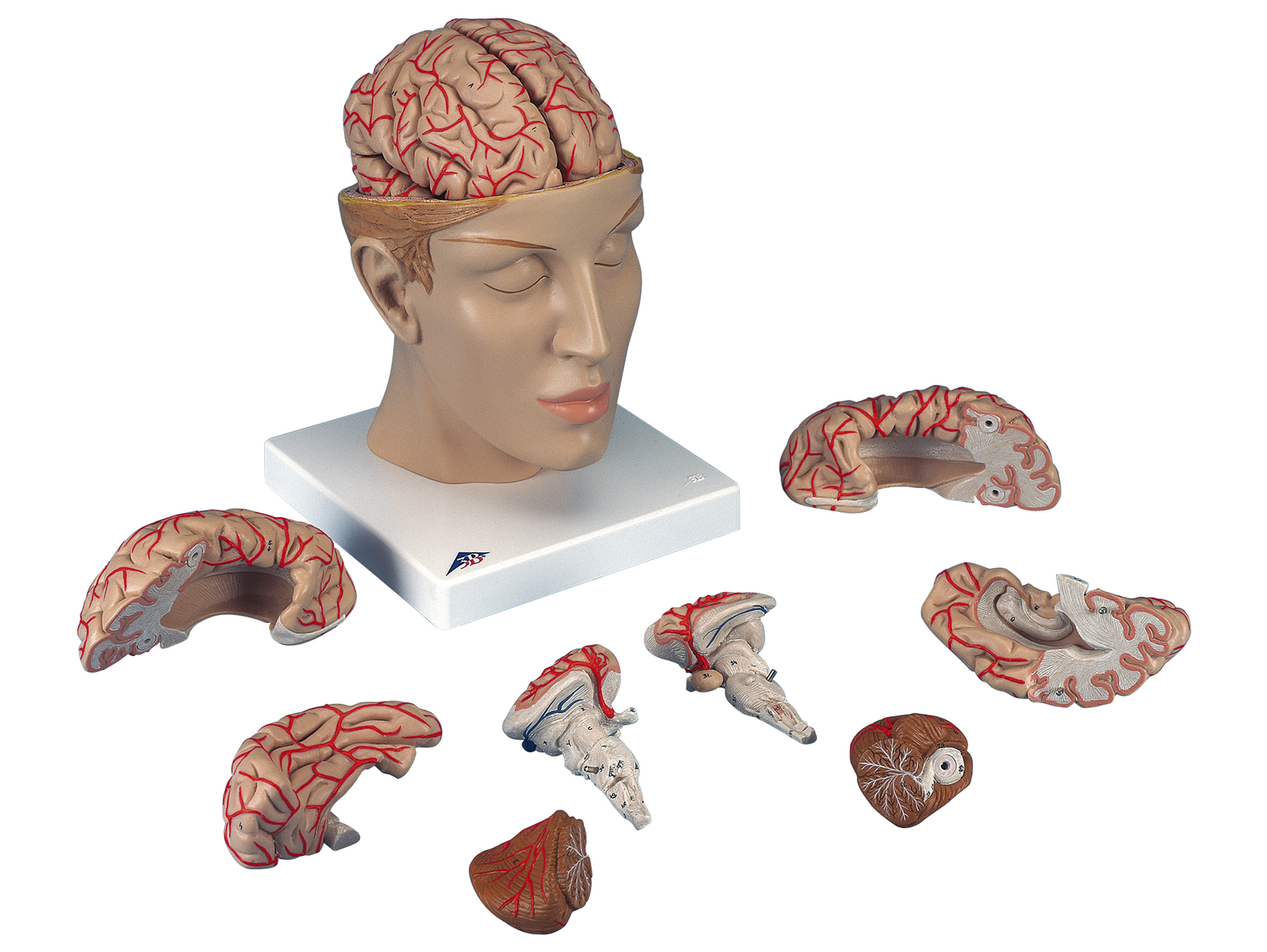 脳の構造模型 C25N
