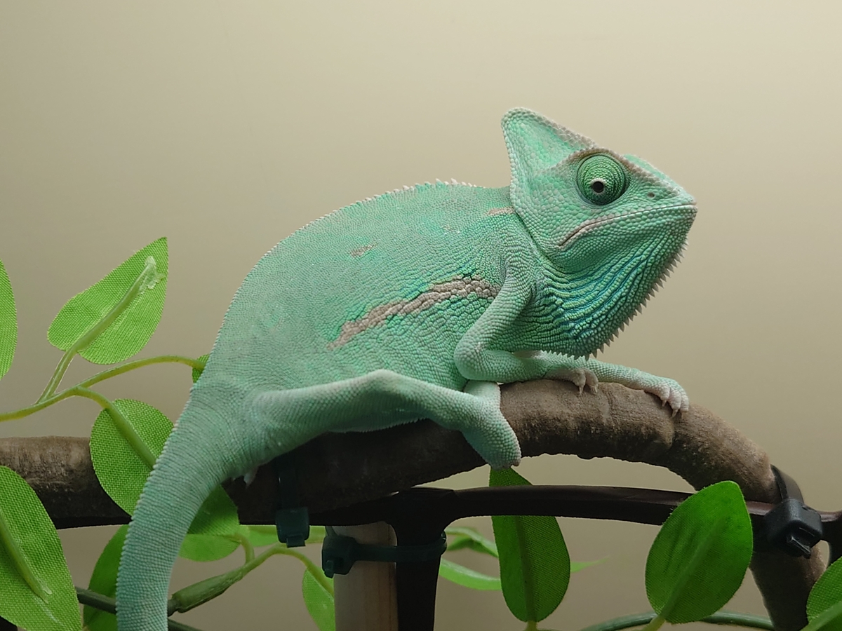 エボシカメレオン | 爬虫類のプロショップ SCOPE | 岡山での爬虫類