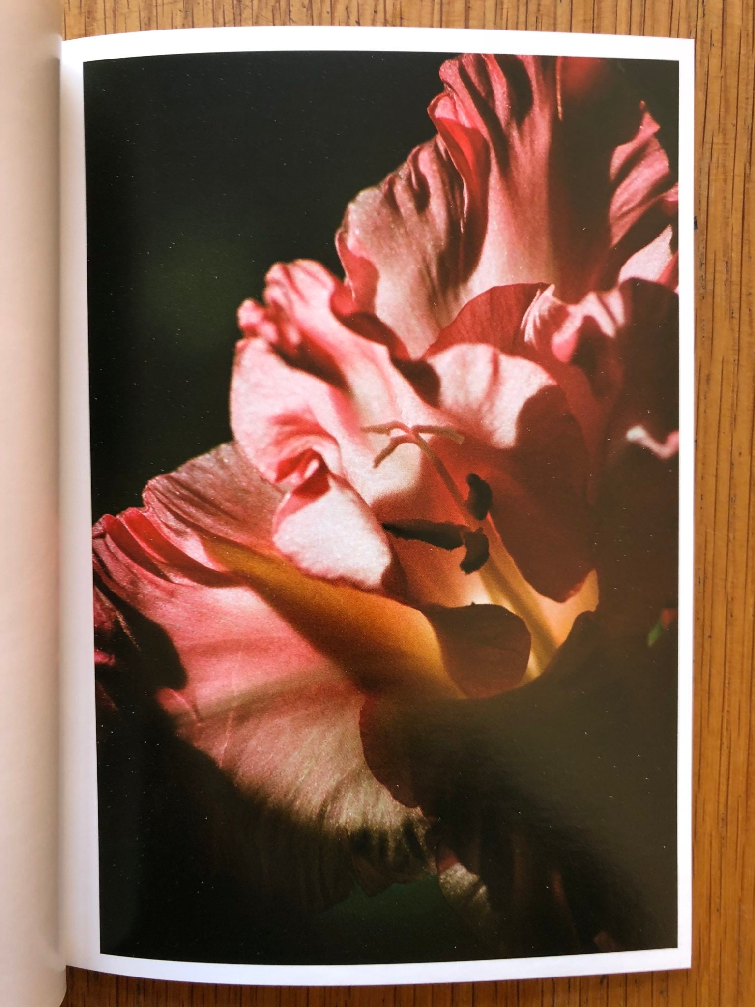 8 by Lina Scheynius | Photography | Setanta Books