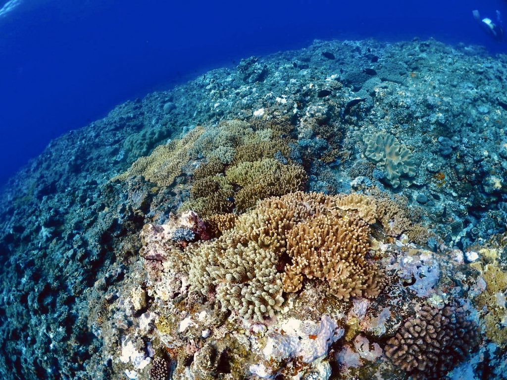 ブローチ◇珊瑚 / シルバー◇金工 コーラル サンゴ batch_br-913-01.jpg