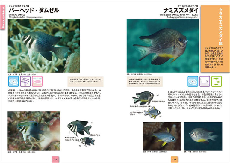 スズメダイ ひと目で特徴がわかる図解付き | 株式会社誠文堂新光社