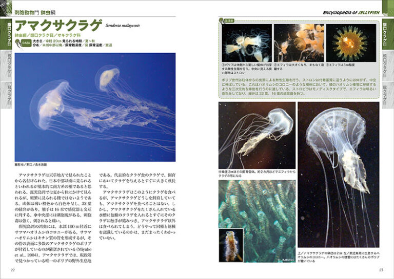 最新 クラゲ図鑑 | 株式会社誠文堂新光社