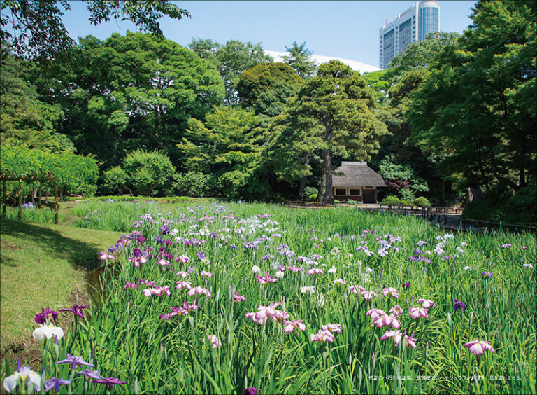 庭園協会編纂 都市と公園 東京 成美堂発行 庭園協会編纂 都市と公園