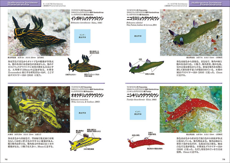 新版 ウミウシ | 株式会社誠文堂新光社