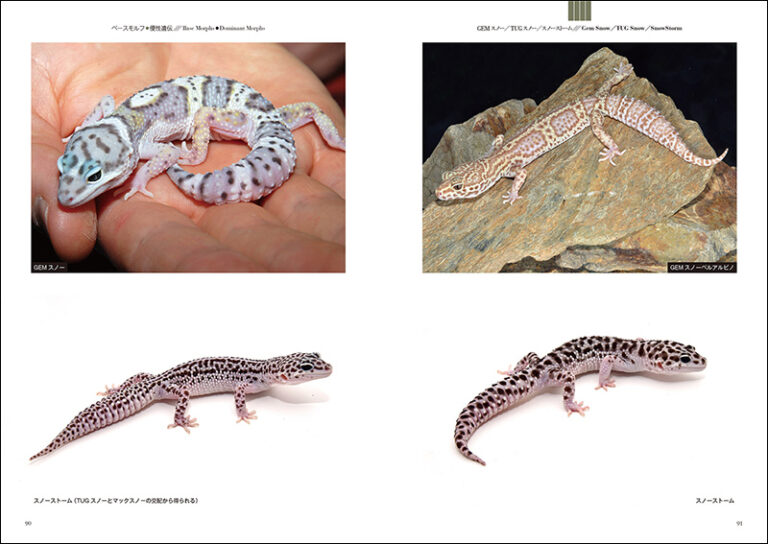 ヒョウモントカゲモドキ品種図鑑 | 株式会社誠文堂新光社