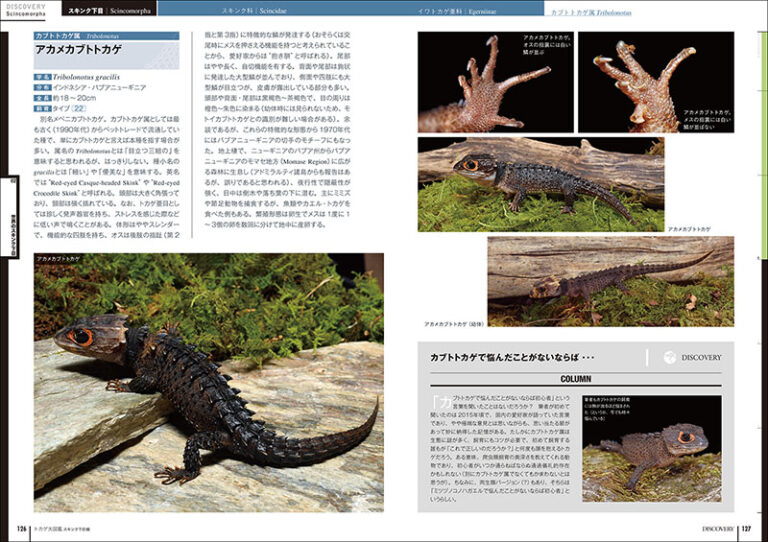 トカゲ大図鑑 スキンク下目編 | 株式会社誠文堂新光社