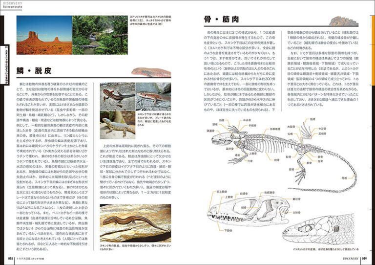 トカゲ大図鑑 スキンク下目編 | 株式会社誠文堂新光社
