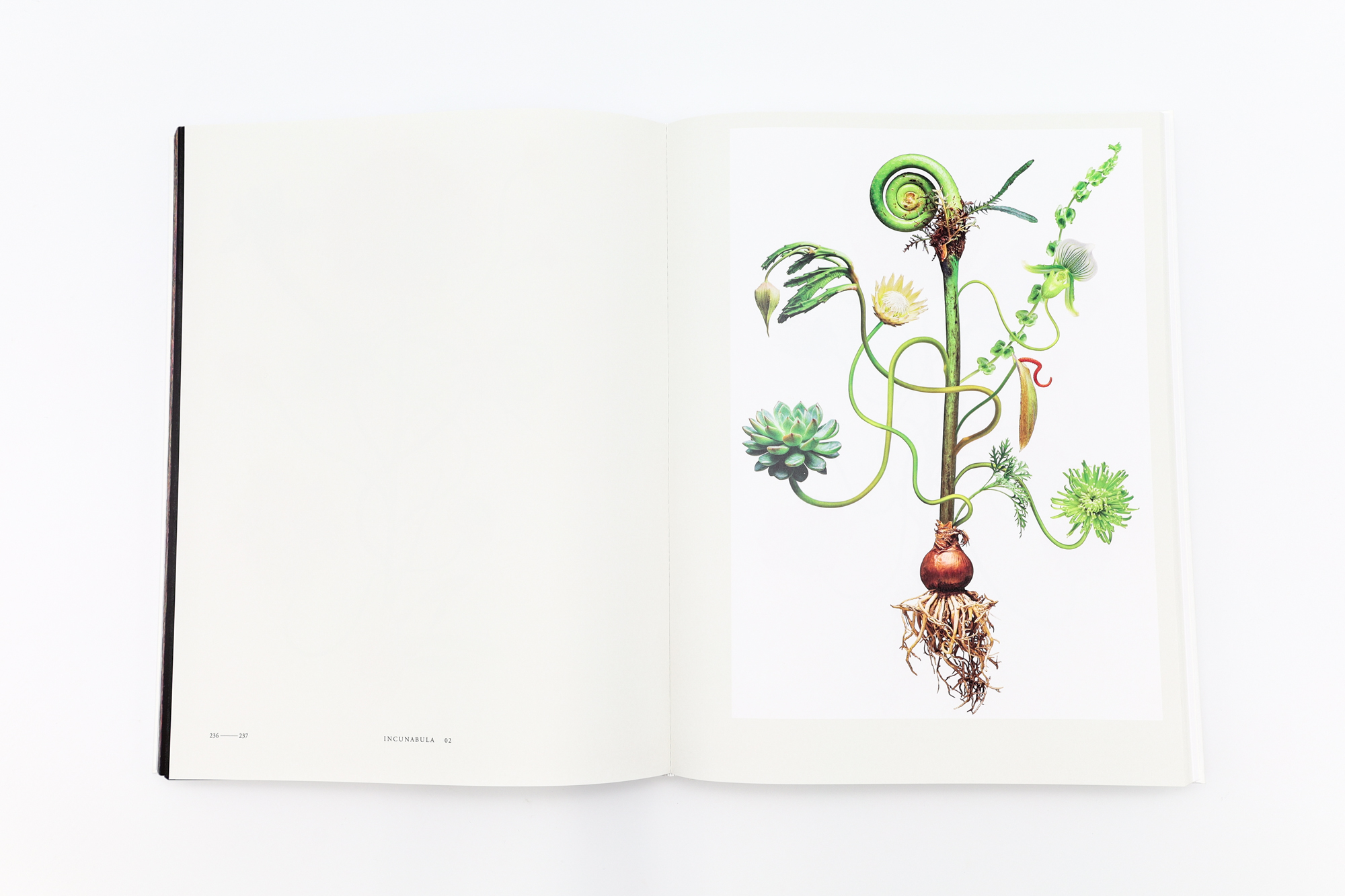 ENCYCLOPEDIA OF FLOWERS Ⅵ 植物図鑑｜青幻舎 SEIGENSHA Art