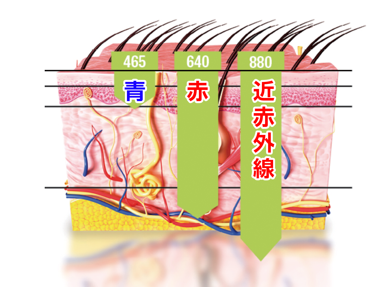 Celluma RESTORE LEDライトセラピー | 誠鋼社 セルーマ日本総発売元