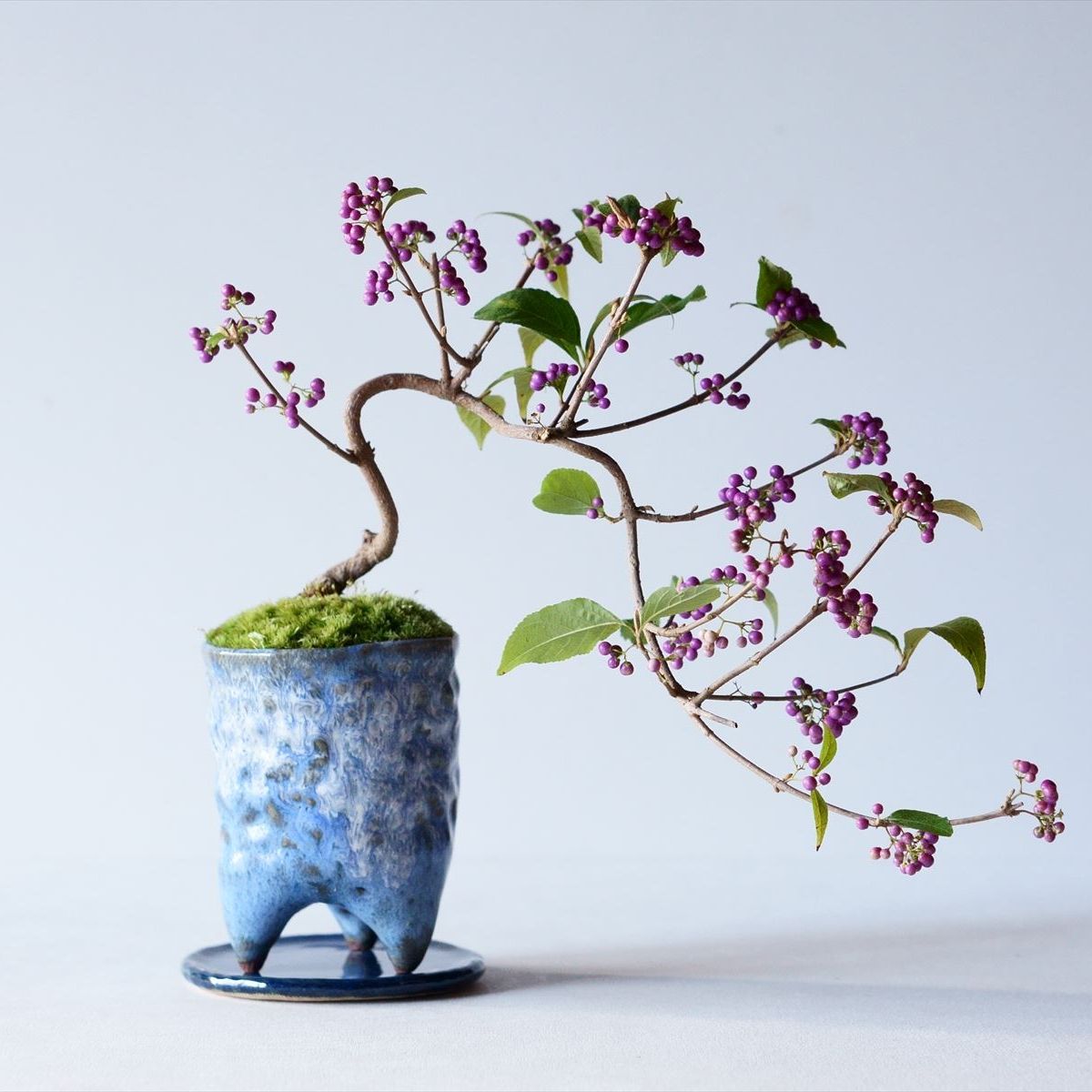 コムラサキ｜石木花図鑑｜石木花｜SEKIBOKKA｜盆栽