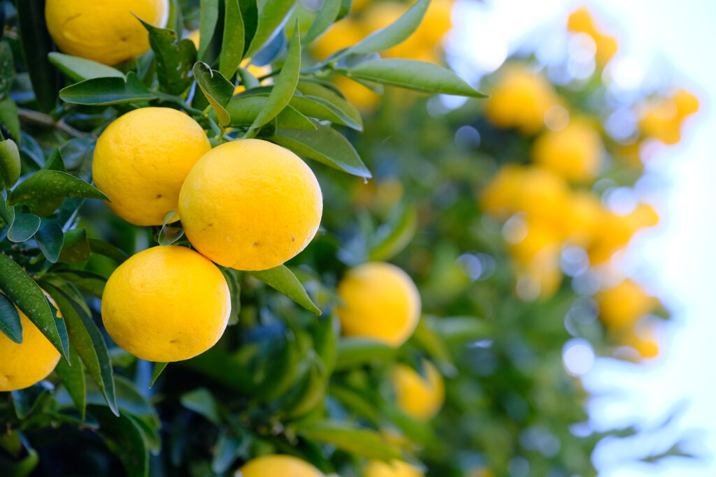 伊豆のお菓子処 石舟庵