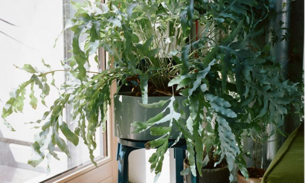 リーヒティエ プラントポットS / TypeAArtek（アルテック） | 公式通販