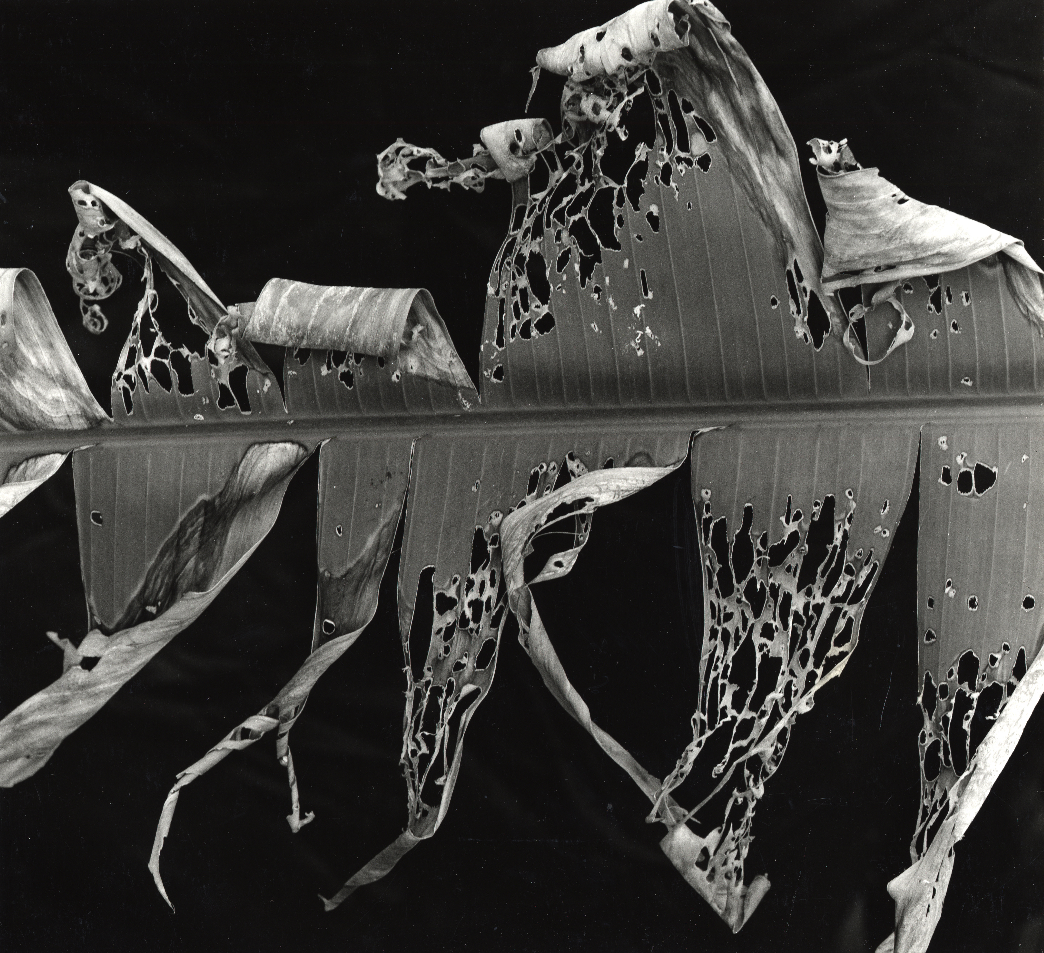 Brett Weston photography exhibit in Pasadena zooms in close – San