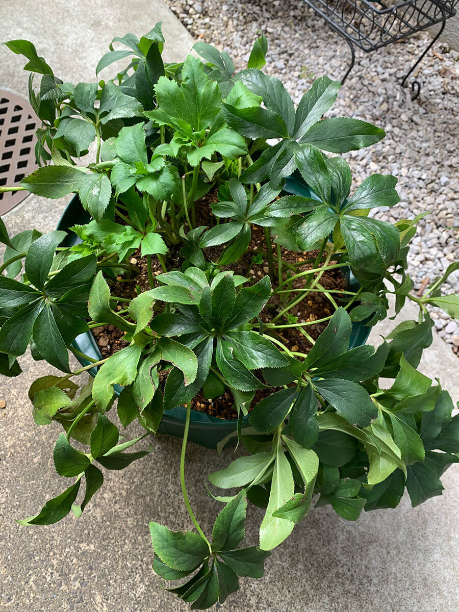 クリスマスローズ、株分けする？しない？大株栽培に関するみなさんから