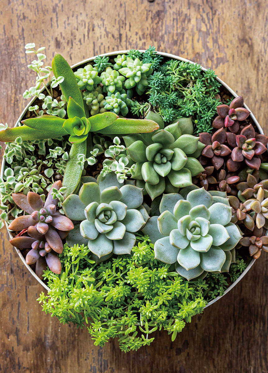 いま、愛でたい冬の多肉植物～好評発売中『趣味の園芸』1月号の大特集