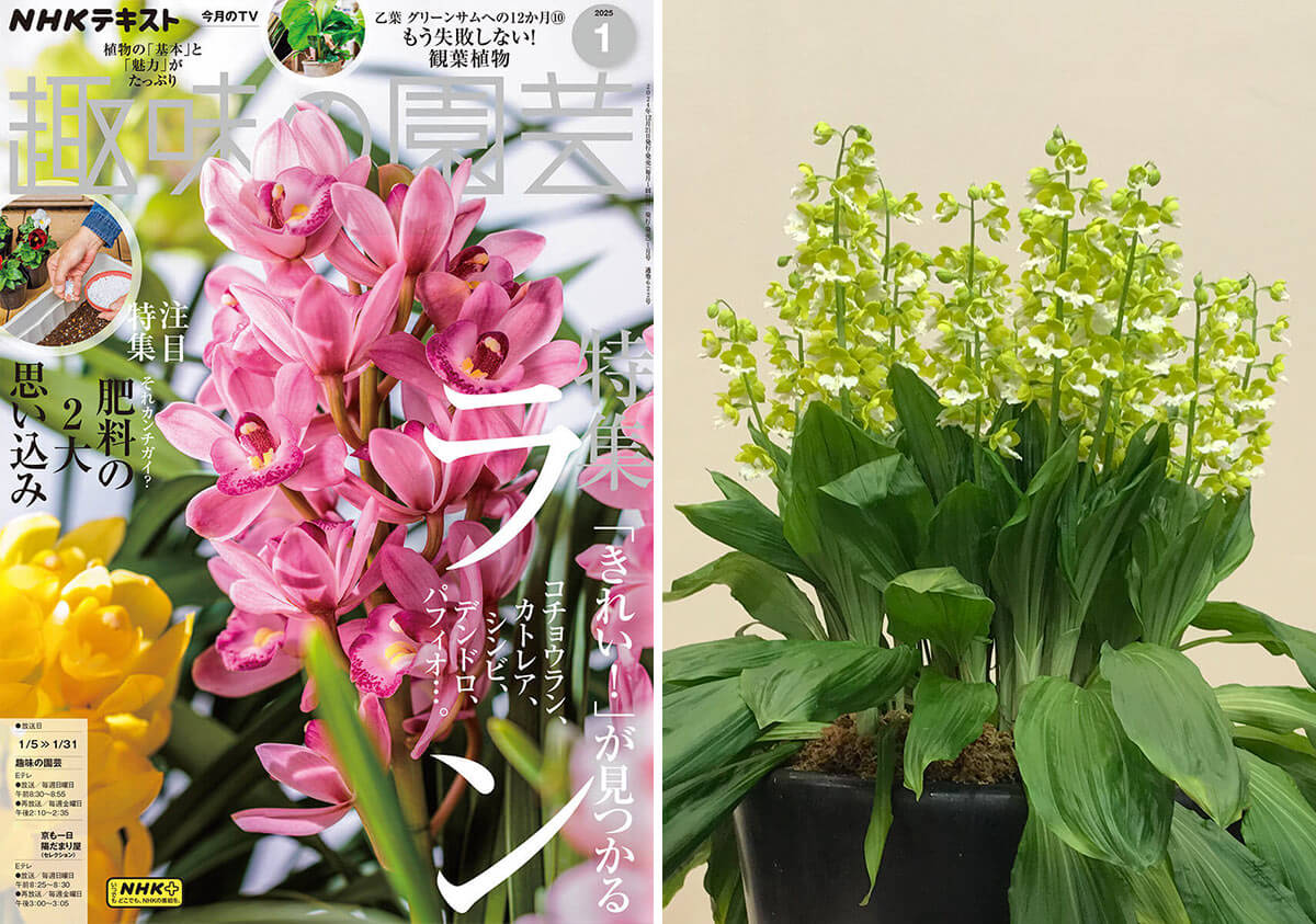 だれでもプロ顔負けの大鉢にできる！？エビネ育種50年の達人に聞く大株