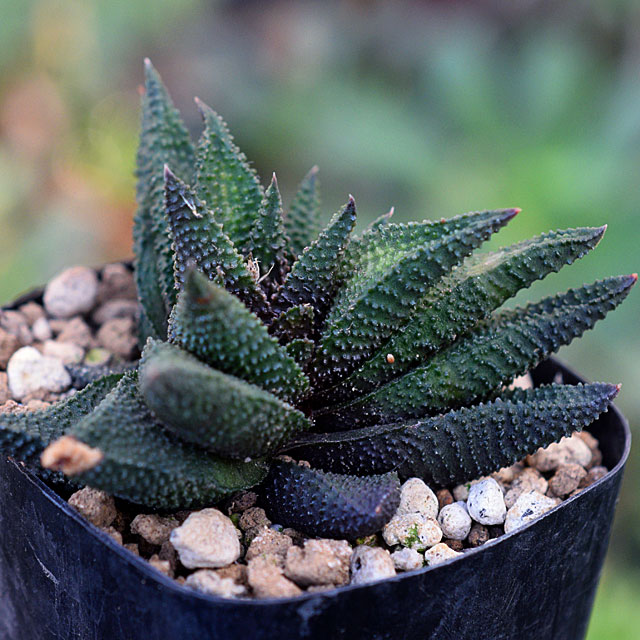 覇王スカブラ×コエルマニオルム交配種「ハオルチア2021 交配種編