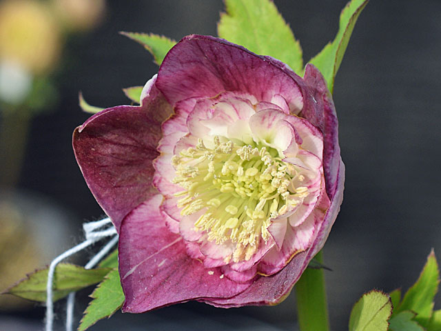 底白のクリスマスローズがセミダブルに「加藤農園さんのクリスマス