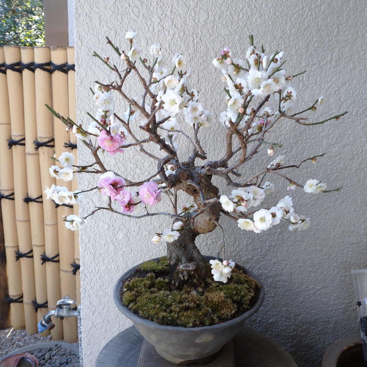 梅(思いのまま)盆栽満開です😃「盆栽・鉢物四季折々」のアルバム