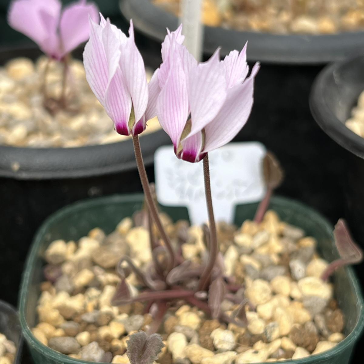 ミラビレ・タイルバーンアン「原種シクラメン2024〜2023冬」のアルバム