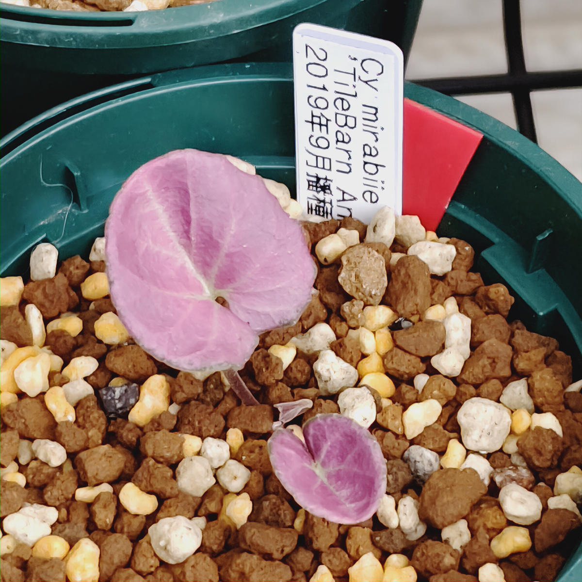 ミラビレの季節3タイルバーン・アンの「原種シクラメン」の