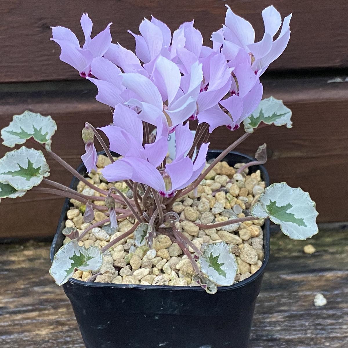 タイルバーンニコラス①「原種シクラメン・ミラビレ」のアルバム