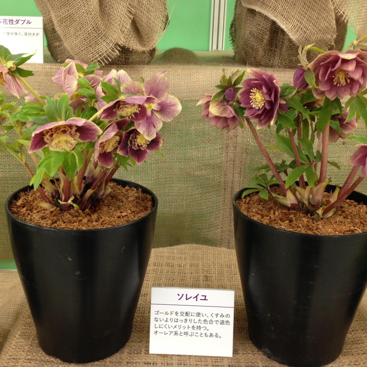 ソレイユ』広瀬園芸「第14回クリスマスローズの世界展」のアルバム