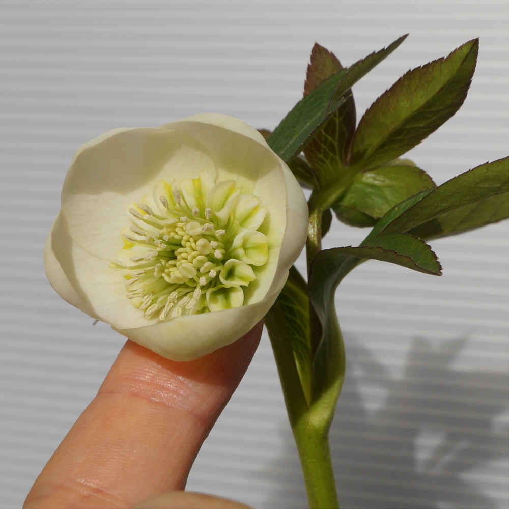 大木ナーサリーデュメ系ホワイトセミダ「クリスマスローズ2017-2018