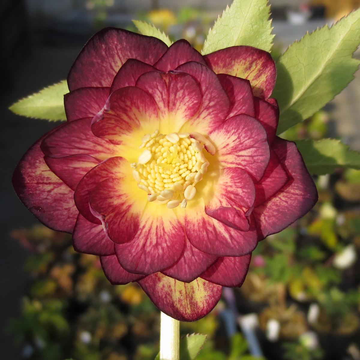 レッドイルミリオンエクセレント「2018 加藤農園さんのクリスマス