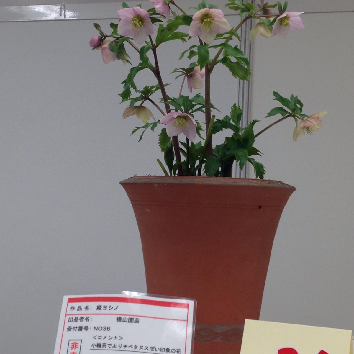 も*も様 ⭐️超希少⭐️極上⭐️3349⭐️ヨシノ⭐️横山園芸 超希少