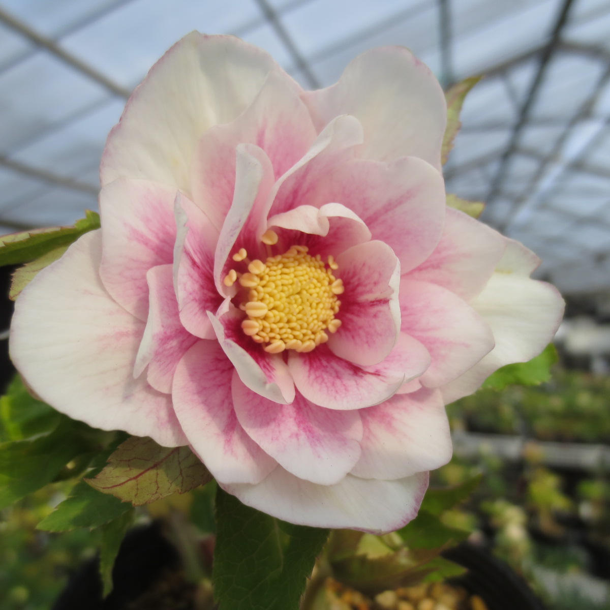 hiroakin様 ラナンキュラスラックス ハデス キュベレー 【公式通販】