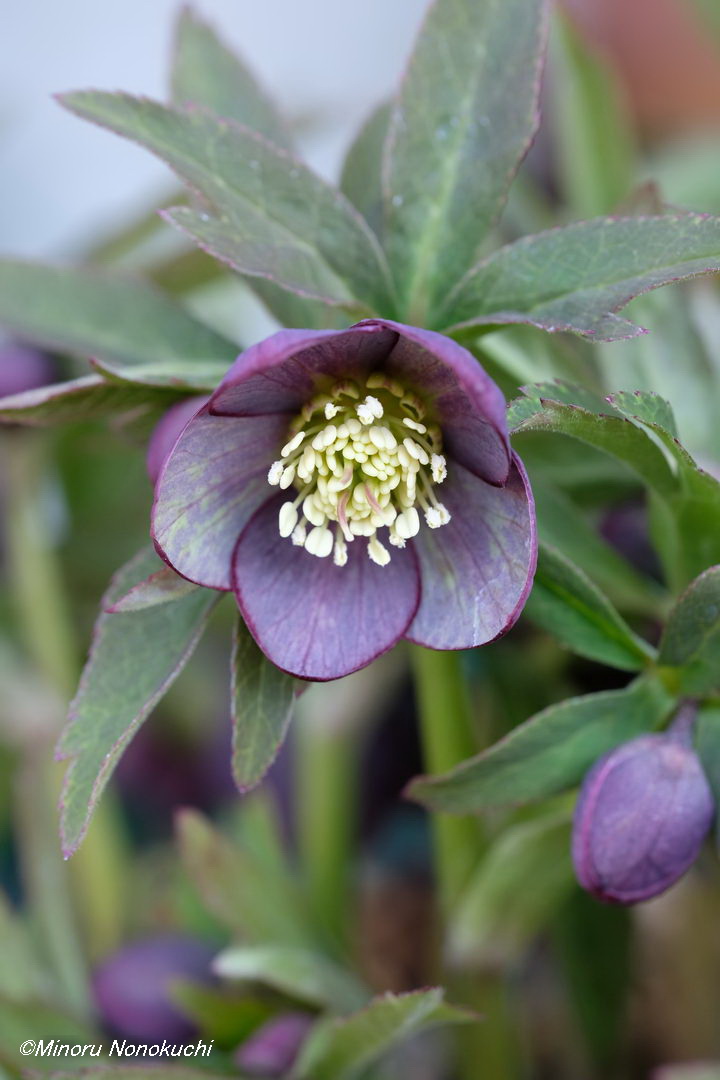 クリスマスローズの原種（H.クロアチクス）｜園芸日記by野々口稔